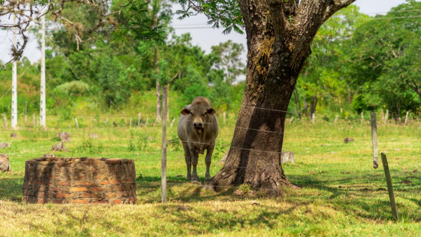 Nellore Pin codes, History, Culture, Attractions, Food Nellore Pin codes, History, Culture, Attractions, Food