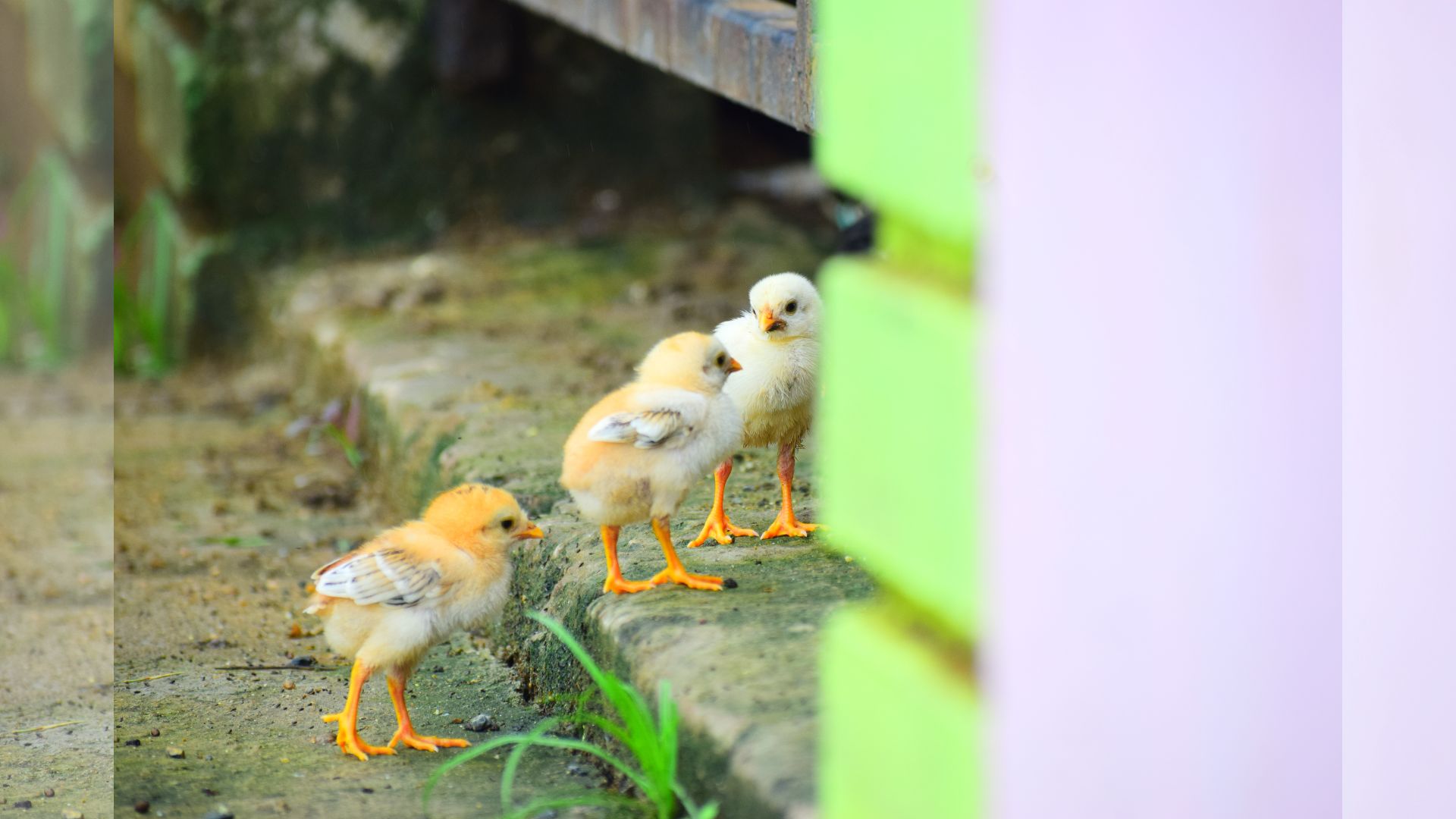 Gondiya Pin codes, History, Culture, Places to Visit, Food Gondiya Pin codes, History, Culture, Places to Visit, Food