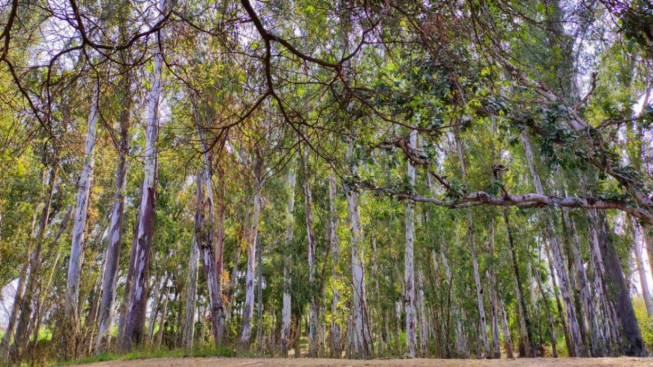 Ludhiana Pin Codes: 5 Most Expensive Areas in Ludhiana Ludhiana Pin Codes: 5 Most Expensive Areas in Ludhiana