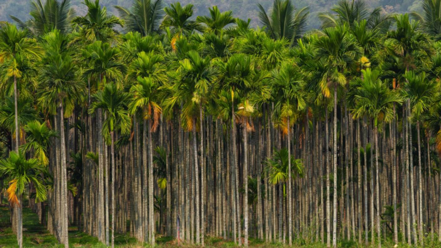 Coimbatore Pin Codes, History, Food and Places to Visit Coimbatore Pin Codes, History, Food and Places to Visit